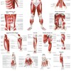 The Muscular System Deep Layers, Front Laminated Anatomy Chart