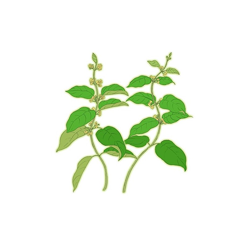 Gymnema Additive-Free 100% Powder 3.5 oz (100 g)