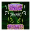 Air Wick Repuesto para Aromatizante Eléctrico, Lavanda Manzanilla, 21ml