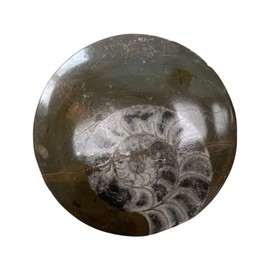 VIE Goniatite Buttons, Standard, 5-9cm