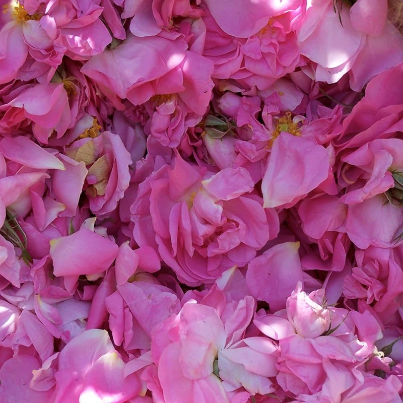 Aromatics International Rose and Geranium Essential Oil 5ml