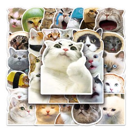 Bric Dodo Pack of 50 Meme Cat Stickers Car Laptop Phone Guitar Skateboard Motorcycle Bicycle Meme Cat Stickers Set Vinyl Waterproof Aesthetic Stickers for Teenagers Children Adults