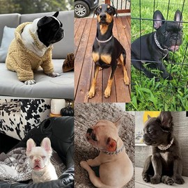 Gold Dog Chain Collars Bling Diamond Cuban Link Puppy Collar With Secure Buckle Walking Metal Chain Necklace Crystal Jewelry Cat Collars for Small Medium Large Pet Dogs Boys Girls, 8 Inch