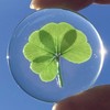 Real Four Leaf Clover "Good Luck Pocket Token" Traditional Lucky