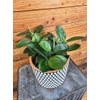Peperomia Obtusifolia Red Margins, 6" Plant
