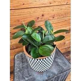 Peperomia Obtusifolia Red Margins, 6" Plant