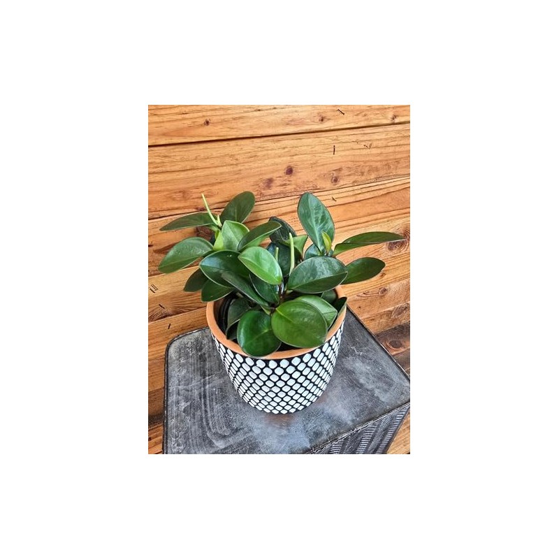 Peperomia Obtusifolia Red Margins, 6" Plant