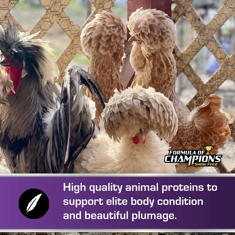 Formula of Champions Fancy & Feathered Show Bird Mini Pellet,