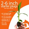 4-Pack of Fruiting Starter Plant Plugs by Foxtown Farms (Dwarf
