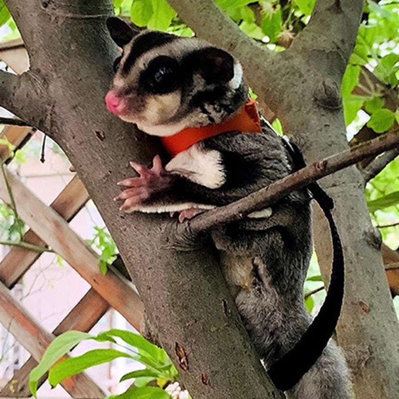 3 Pack Sugar Glider Harness and Leash Set Small Animal