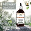 Bupleurum (Bupleurum Chinese) Dry Root Glycerite, Made in Hawaii, All