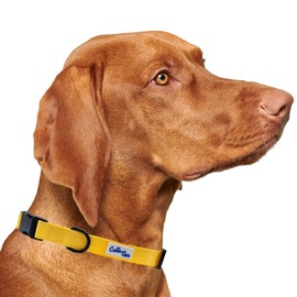 CUTIE TIES Dog Collar Yellow– Durable Nylon Material - Premium Quality Collars for Dogs - Fancy Collars - Cute Dog Collars in Three Sizes (Large (16" - 26"), Yellow)