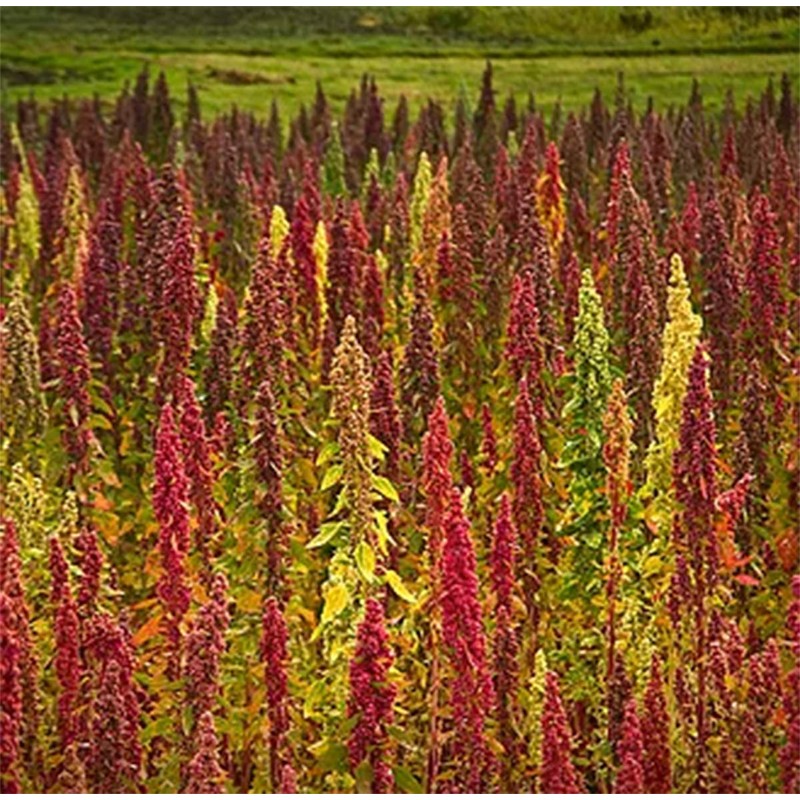 Organic Red Quinoa Whole Grain Pre Washed Ready to Cook