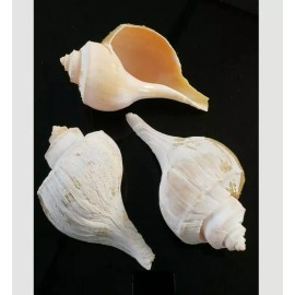 ( Lot of 3) Seashells for Garden Decor ~ Natural Color