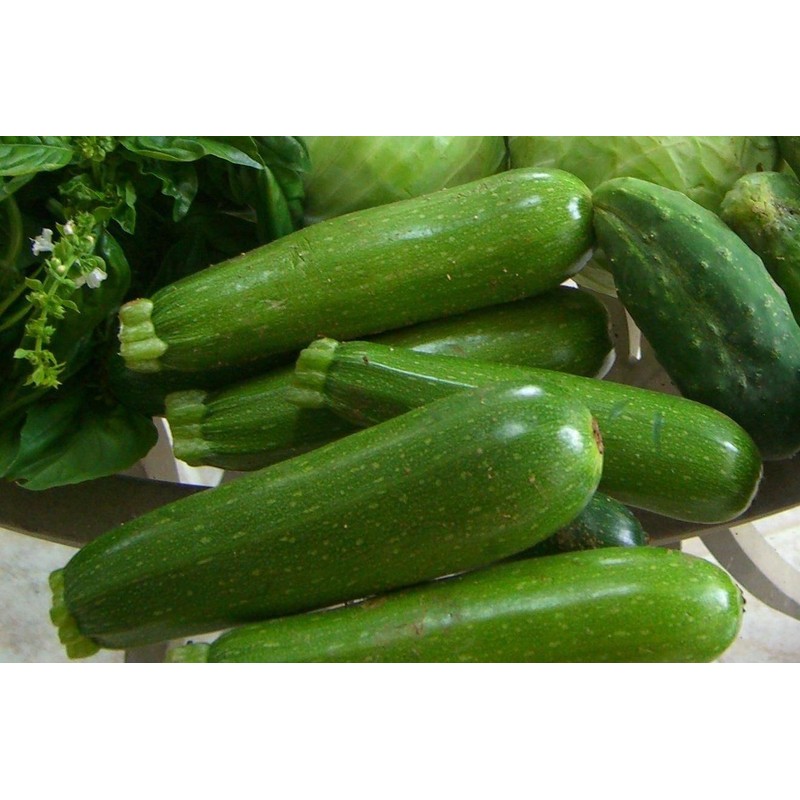 CEMEHA SEEDS - Seeds Green Zucchini Courgette Squash Tsukesha Non