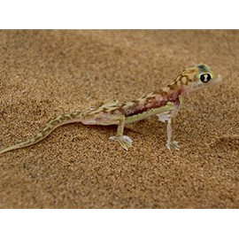 CALVENDO Puzzle Desert Gecko 1000 Pieces Photo Puzzle for Happy Hours