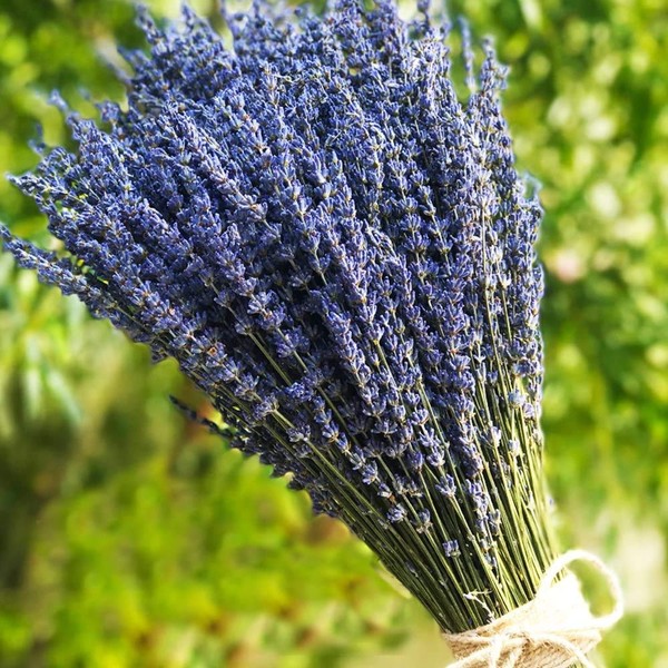 TooGet Lavender Dried Ultra Blue Bundles 400+ Stems (16" -