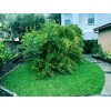 Dragon Garden's (Saipan) Pomegranate Tree Seeds (Punica granatum) "Apple of