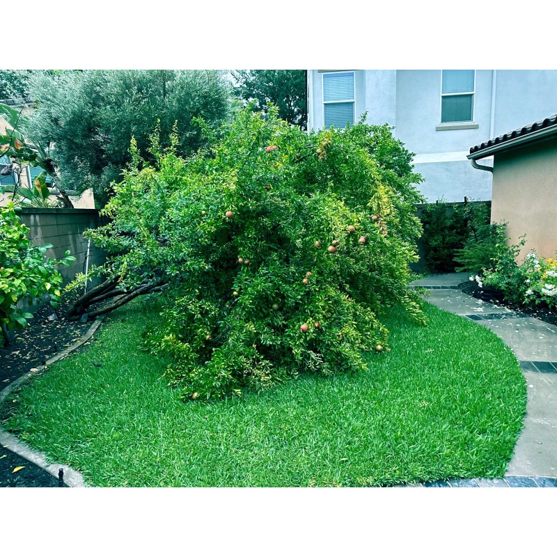 Dragon Garden's (Saipan) Pomegranate Tree Seeds (Punica granatum) "Apple of