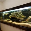 WENZIDAO Pneumatic Filters are commonly Used in Ornamental Fish Tanks