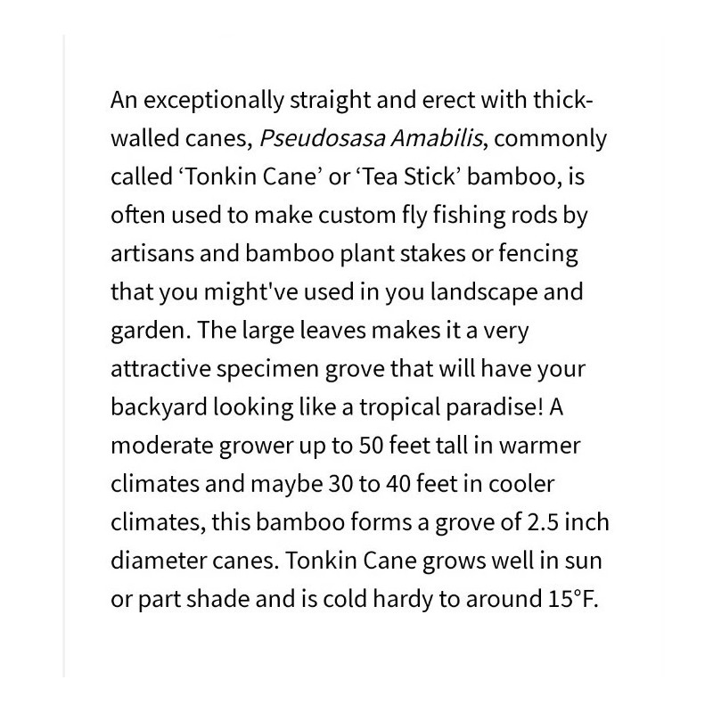 Bamboo 3 Pieces Tonkin Cane RHIZOME Root 12"+ Live Bamboo