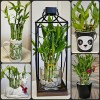 Lucky Bamboo 10 LUCKY BAMBOO PLANTS 4" Free Butterfly Stake,