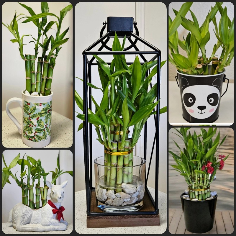 Lucky Bamboo 10 LUCKY BAMBOO PLANTS 4" Free Butterfly Stake,