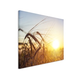 Wildlife Photography Canvas Wall Print – Wheat Field at sunrise Canvas Exclusive Modern Photography For Your Wall Art in different sizes