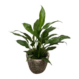 PLANTVERS Variegated Peace Lily in a 4" Grow Plant – Indoor Flowering Plant – Easy Care Lily Plant - Low Maintenance Houseplant