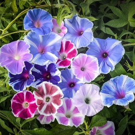 100+ Annual Ipomoea Seeds for Planting - Ipomoea Seeds Outdoors Perennial Heirloom Open Pollinated