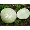 CEMEHA SEEDS - Giant Puffball Mushrooms Non GMO for Planting