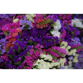 Seeds4planting - Seeds Statice Wavyleaf Sea Lavender (Limonium sinuatum) Kermek Mix Annual Flowers Non GMO