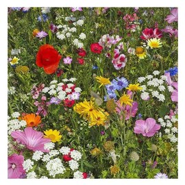 for 2025! Sow in Fall/Spring! Wildflower Seed Mixed Wildflower Seeds Attract Bees,Attract Butterflies Pollinators, for Home Garden&Container Garden(Wildflower Seeds-Hummingbird and Butterfly Mix,5g)