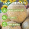 20+ Seed Melon Fruit Seed for Planting Outdoor-Non-GMO Heirloom Sweet