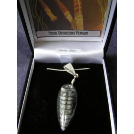 Jurassic Jewellery Beautiful Fossil Orthoceras Pendant - Boxed And on Sterling Silver Chain