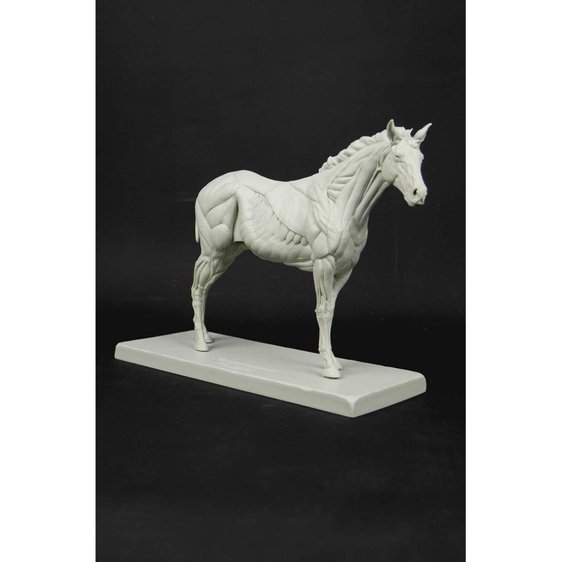 3dtotal Anatomy: Equine figure