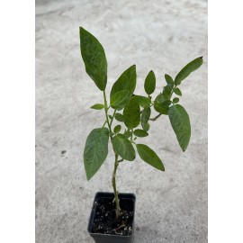 Pepino Melon Plant 10” With Pot Golden Sweet Ginseng Fruit Plant