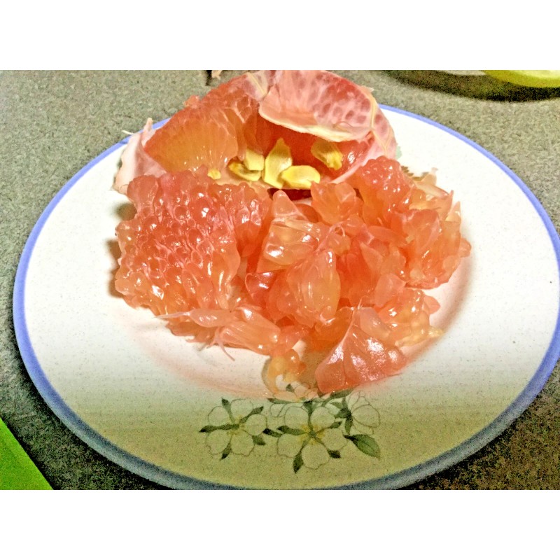 Tree 3 Red Sweet Pomelo Fruit Tree Scions Cuttings 6-8