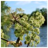 Everwilde Farms - 1 Oz Angelica Native Wildflower Seeds -