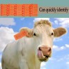 100 Aretes Para Cerdo Cabra Ganado Numeros Láser Con Pinza