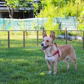 FXW Aster Dog Playpen Designed for Yard, 8 Panels