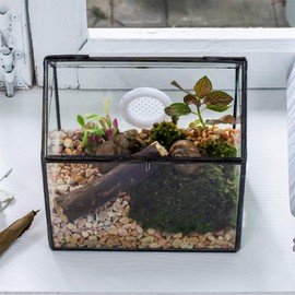 NCYP House Shape Closed Glass Terrarium with Air Hole for Succulent Plants, Snail, Small Reptile Habitat - Tabletop Geometric Display Container, Black, 15 x 11.3 x 16.5 cm (Terrarium Only)
