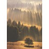Sunray Forest Sympathy Card