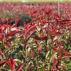 Photinia Red Tip | 2 Large Gallon Size Plants |