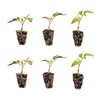 Bonnie Plants Big Boy Tomato Live Vegetable Plants - 4