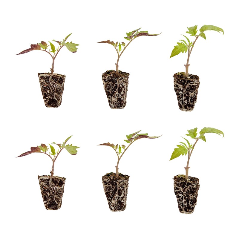Bonnie Plants Big Boy Tomato Live Vegetable Plants - 4