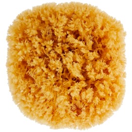 Croll and Denecke P180 Natural Sponge from the Mittelmeer, Premium Quality, Size 18 cm