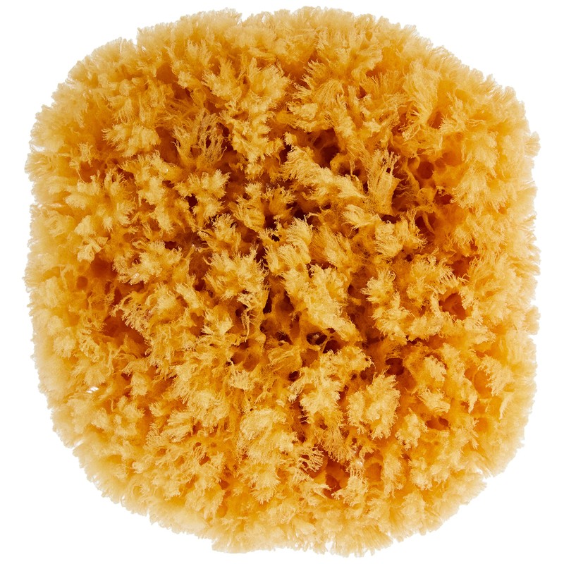 Croll and Denecke P180 Natural Sponge from the Mittelmeer, Premium Quality,