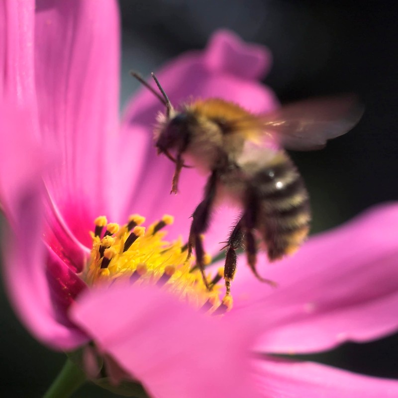 Pon Lee Brazil Green Bee Propolis Liquid Extract No Alcohol