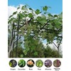 GarveeHome Supersize Flattop Garden Arch for Wedding - 79.53" L
